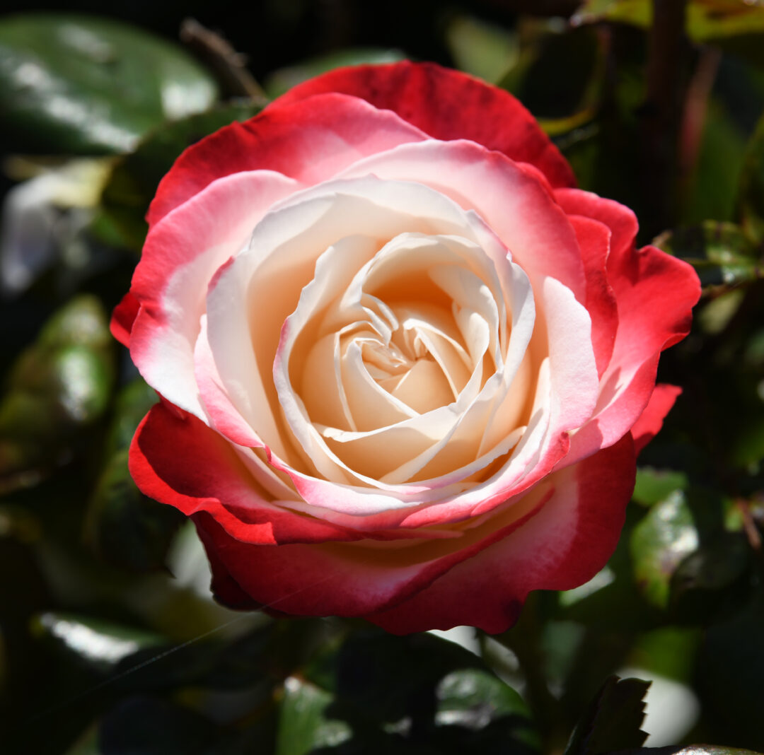 rosa nostalgia kitchen garden lissadell