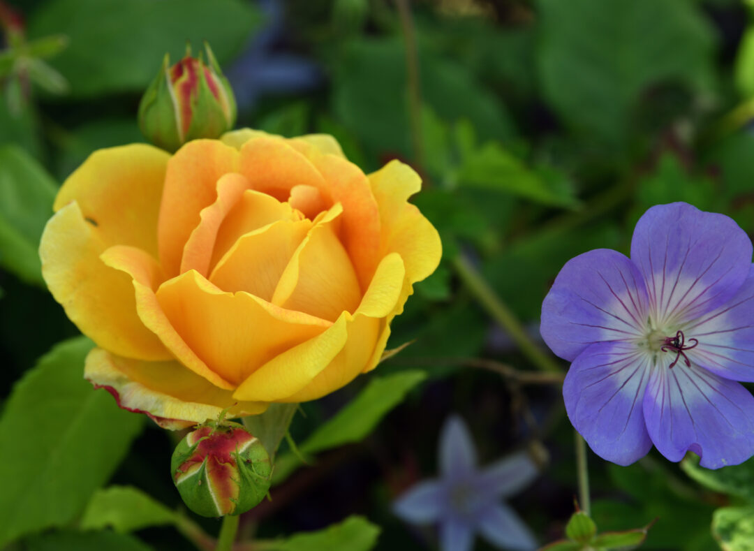 rose yellow kit gdn