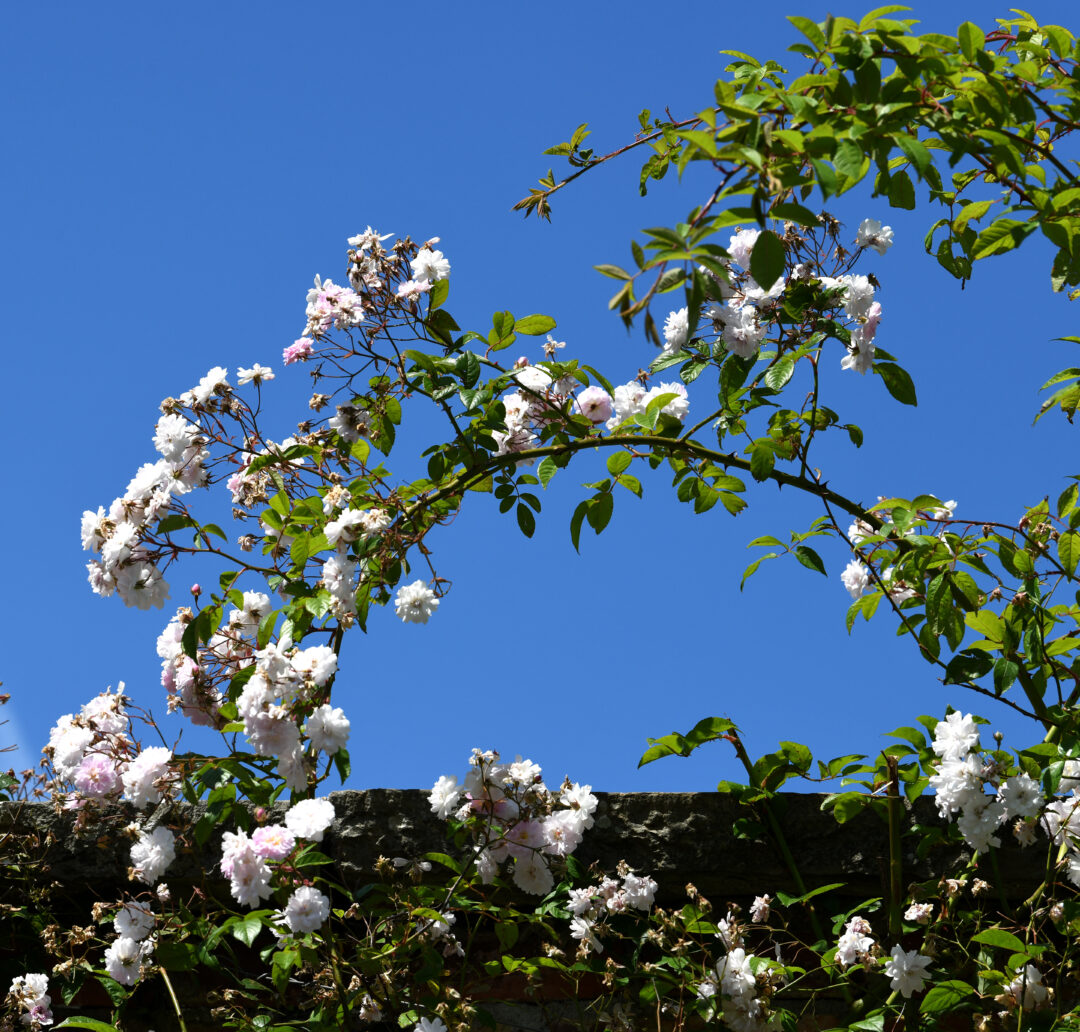 Lissadell Gardens roses climbing kitchen garden white pink