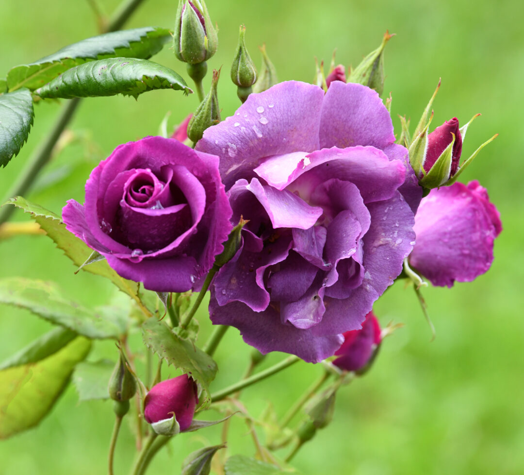 Lissadell Gardens violet rose